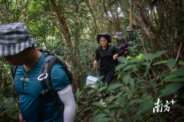 深圳兰科中心科研团队前往野外对紫纹兜兰进行监测调查。