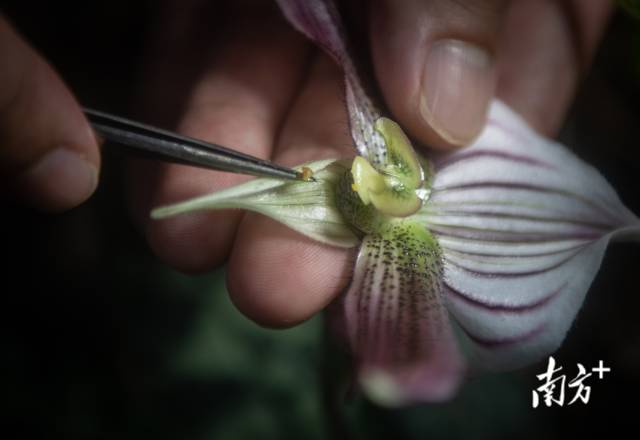 深圳兰科中心资源管理部副部长孔德敏对开花的紫纹兜兰进行人工授粉。