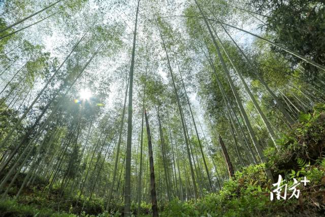 蕉岭竹资源丰富，是天然的绿色“宝库”。