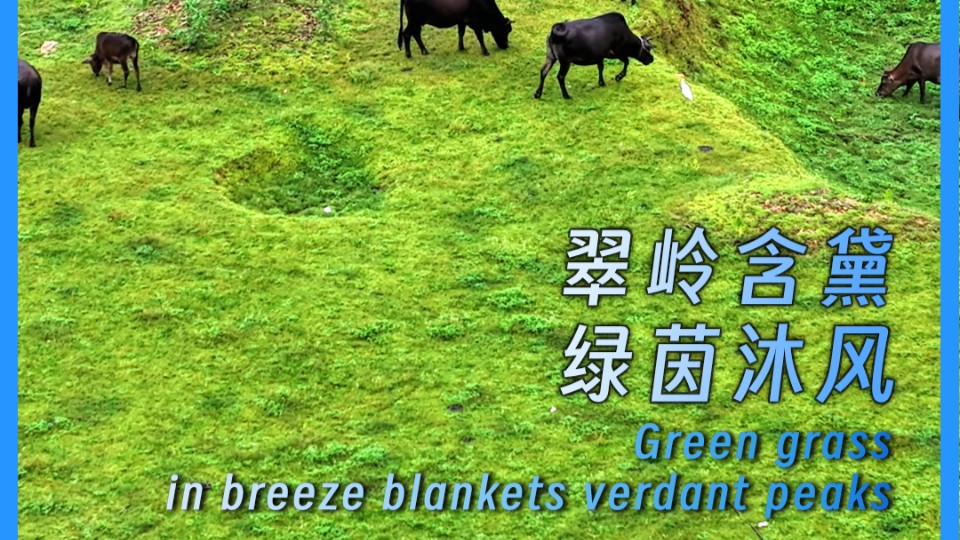 Green grass in breeze blankets verdant peaks