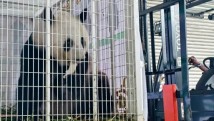 欢迎回家!旅居马来西亚大熊猫“福娃”“凤仪”启程回国 欢迎回家!旅居马来西亚大熊猫“福娃”“凤仪”启程回国