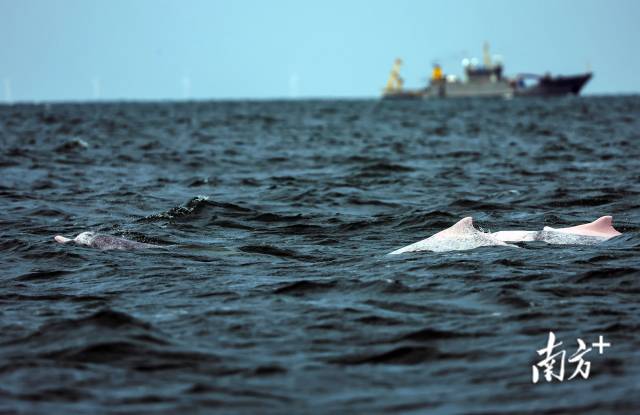 中华白海豚在广东湛江雷州湾海域畅游。友们兰红光 摄