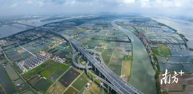 8月7日，广州南沙，俯瞰连通广州与东莞的南沙大桥。 黄松辉（香港）摄