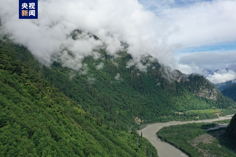 超长巨树等身照发布藏南柏木巨树群落综合科考完成
