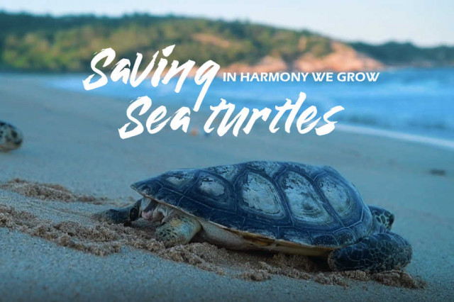 In harmony we grow | Saving sea turtles