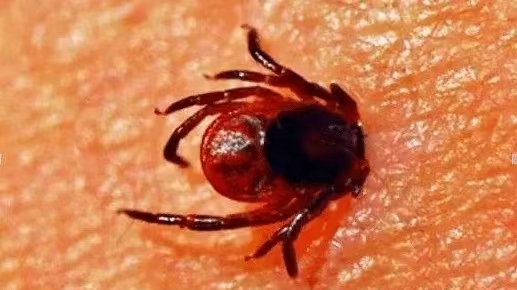 Attention! Chiggers can cause severe cases when you're in the field