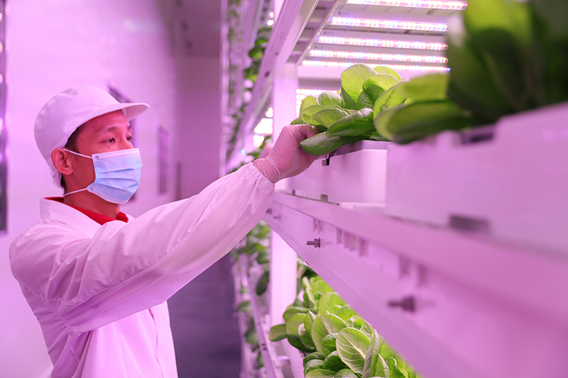 2018年6月15日，福州一家企业的技术人员正在查看蔬菜生长情况。