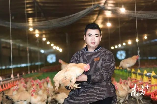 生态鸡“啄”开致富门丨云浮青春合伙人·第二季