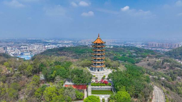 Guangzhou's Nansha Cherry Blossom Festival to kick off on March 17