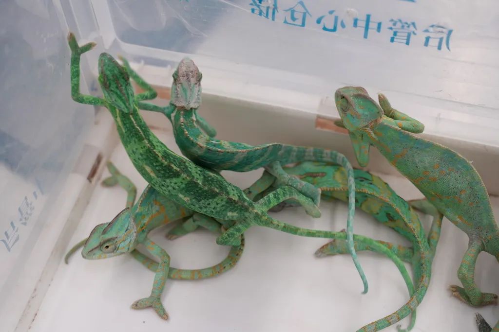 一旅客身綁瀕危變色龍進(jìn)境 被海關(guān)查獲