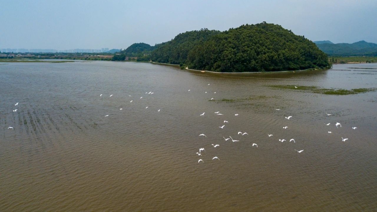 Qingyuan plans large-scale country park to protect wetlands and birds