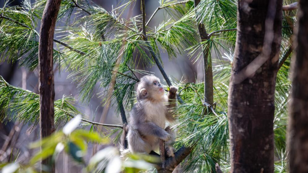 Snub-nosed monkeys seen at Baima Snow Mountain National