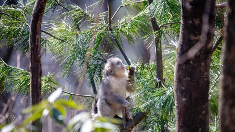 Snub-nosed monkeys seen at Baima Snow Mountain National Nature Reserve in SW China