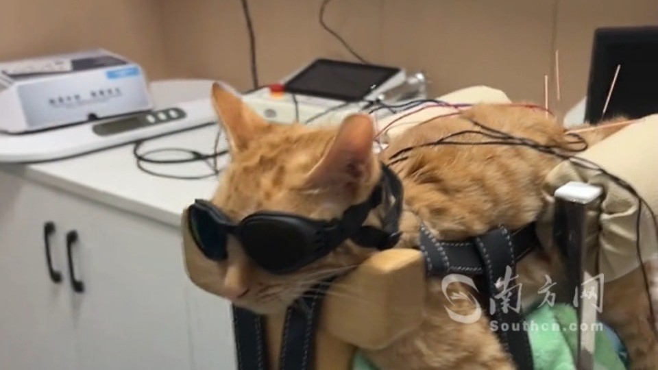 猫咪生病被带去针灸，情绪稳定，造型独特 网友：做个针灸还搞这么帅