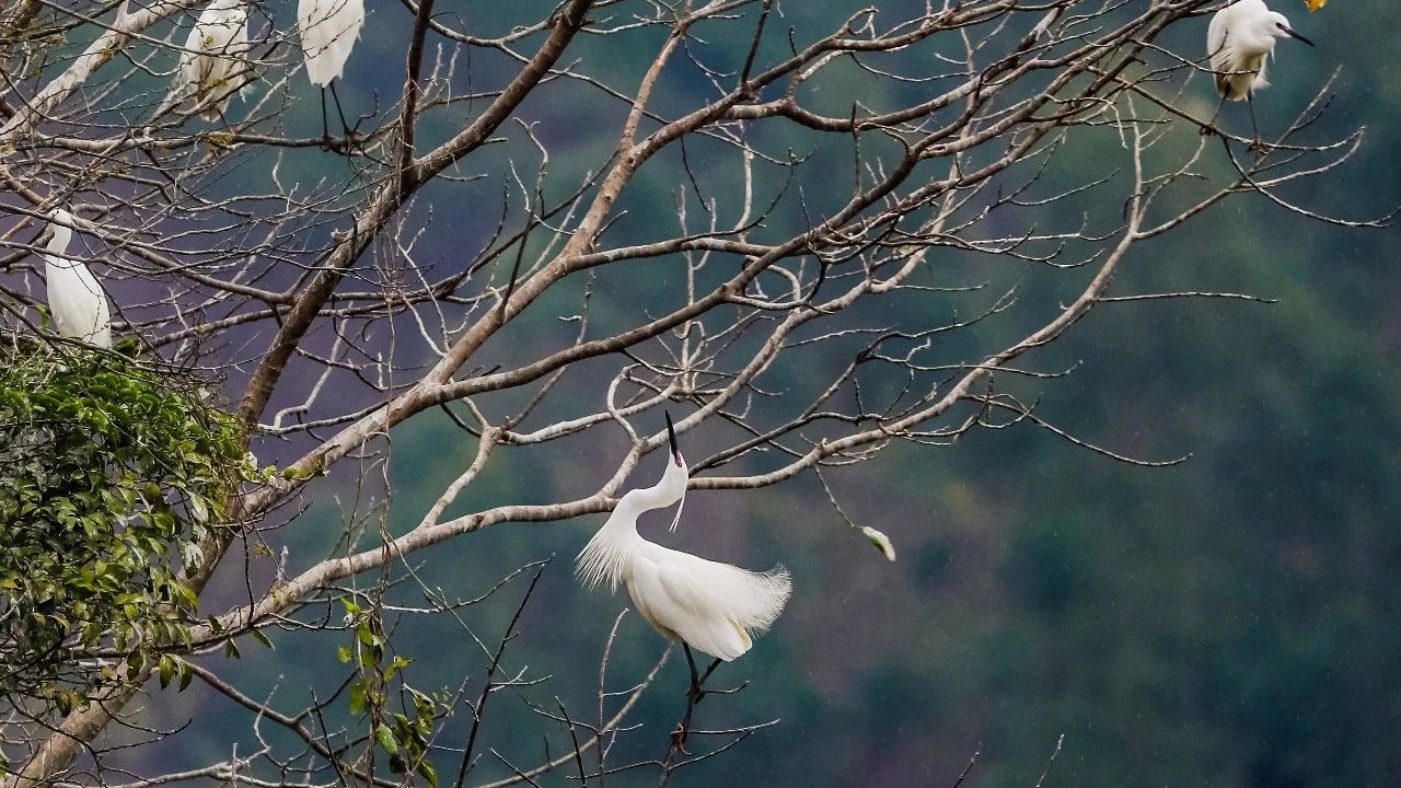 Zhaoqing High-tech Zone becomes paradise for rare egrets