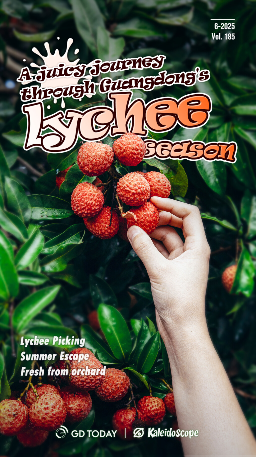 A juicy journey through Guangdong's lychee season