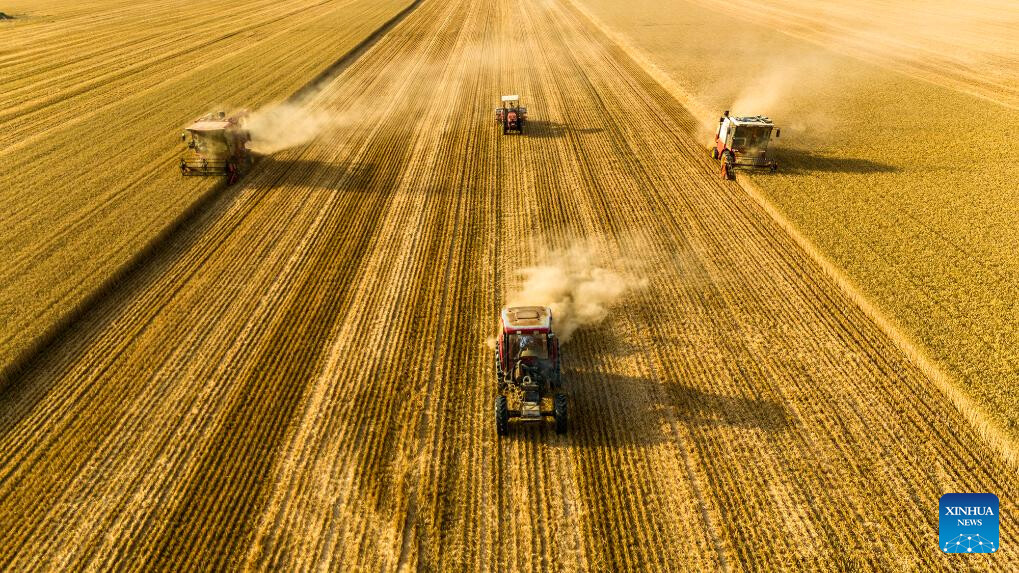 Wheat harvested across China