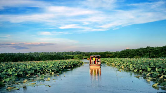 Lotus in full bloom! Come admire lotus in Guangzhou's Nansha