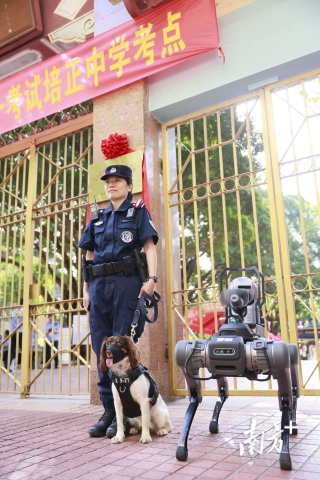 广州培正中学考点，机器人“警犬”与警犬一同上岗。