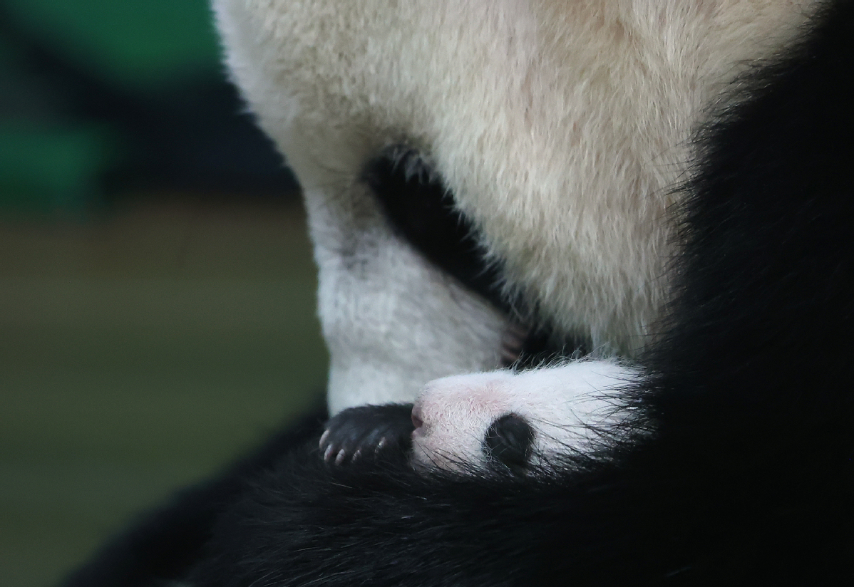 Panda cub's healthy growth celebrated in Guangzhou