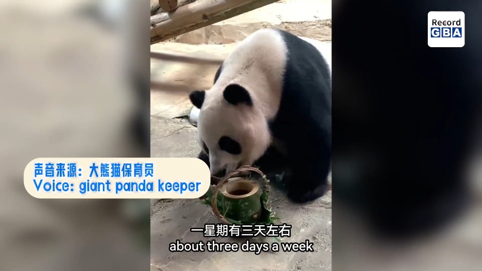 Do pandas also enjoy herbal tea? How do animals spend their summer in Guangzhou?