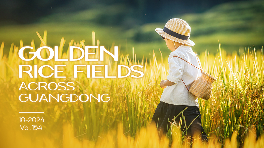 Discover autumn's golden rice fields across Guangdong