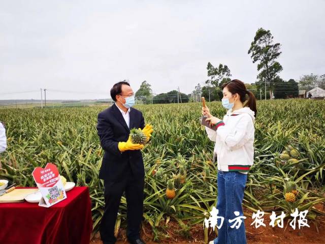 时任县长吴康秀直播间推介徐闻菠萝。  