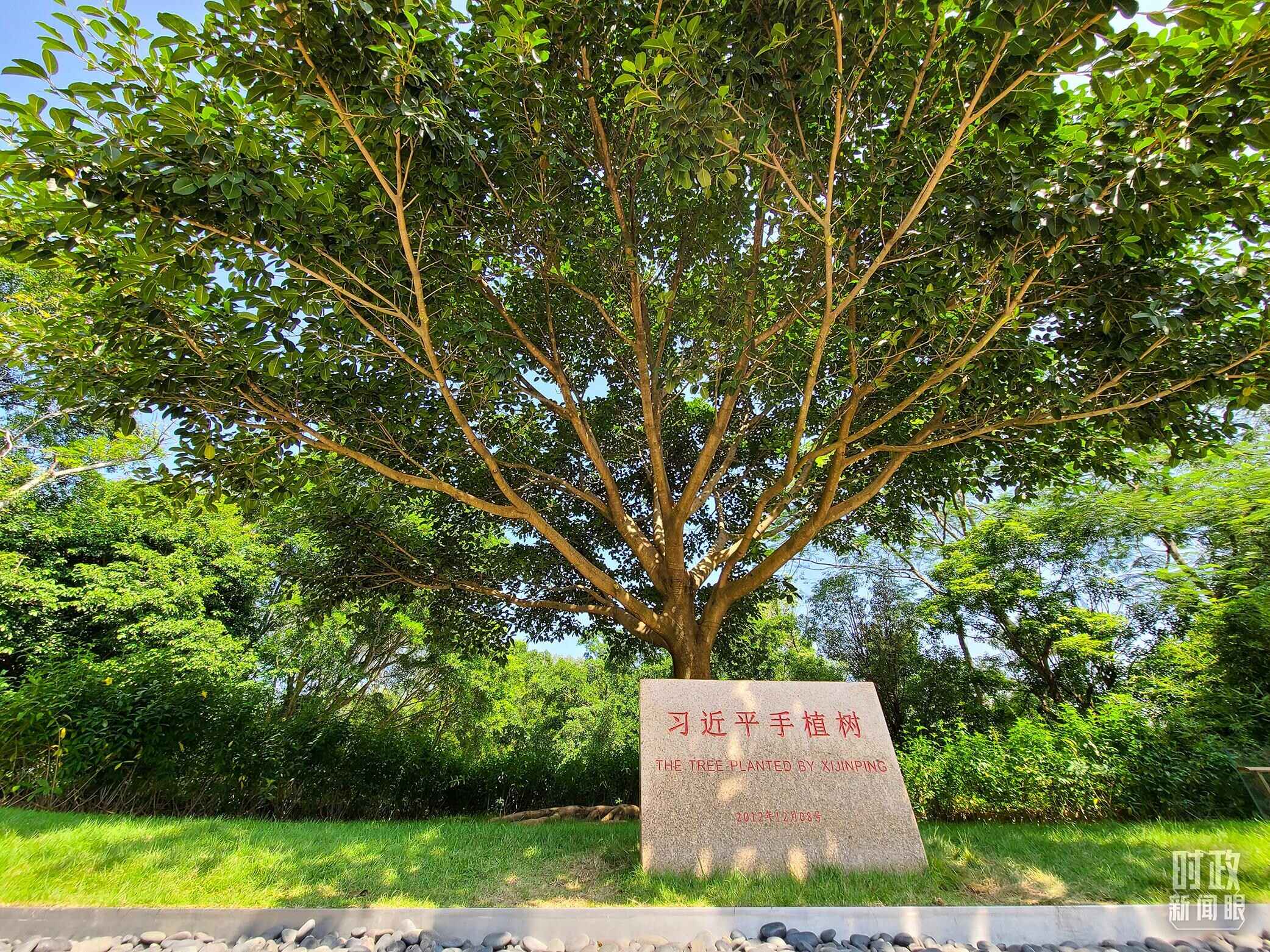 习近平2012年在深圳莲花山公园种下的高山榕树已枝繁叶茂。（总台央视记者赵化拍摄）