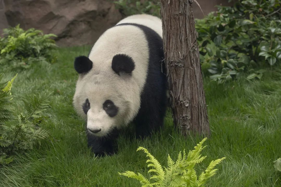 大熊猫“鑫宝”