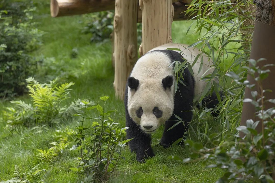大熊猫“云川”