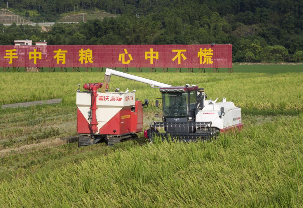 在河源万绿智慧农场，无人运粮车在跟随无人收获机在稻田里收粮。南方日报记者 张冠军 钟志辉 摄