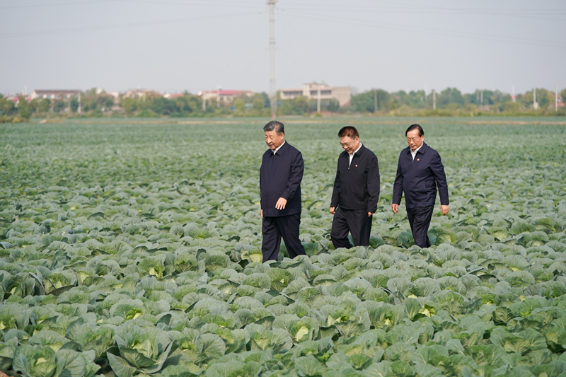 2024年11月5日，習(xí)近平總書記在湖北嘉魚潘家灣鎮(zhèn)十里蔬菜長廊考察。