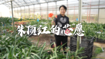广东向“新”力|朱顶红的“芯”愿 广东向“新”力|朱顶红的“芯”愿