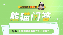 熊猫黑眼圈有什么用?粪便是竹子味吗?9个问答揭秘“顶流” 熊猫黑眼圈有什么用?粪便是竹子味吗?9个问答揭秘“顶流”