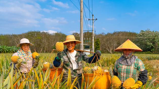 鮮切菠蘿僅僅是切開來賣嗎？廣東“土特產”的進階之路