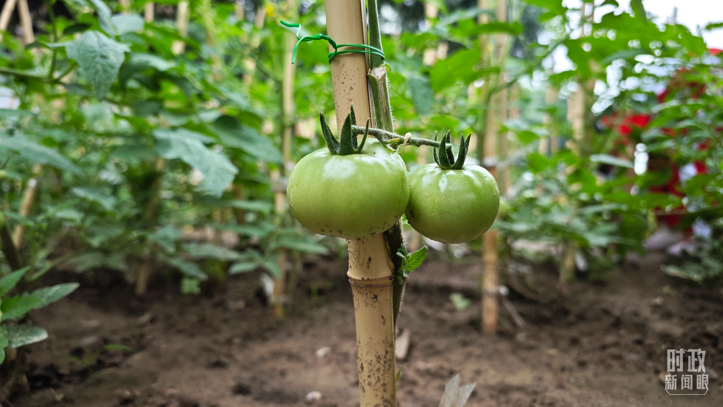 学生种植的西红柿结出果实。（北京育英学校三年级十班刘羽果拍摄）