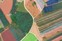 In pics: pineapple fields in Zhanjiang City, S China's Guangdong In pics: pineapple fields in Zhanjiang City, S China's Guangdong