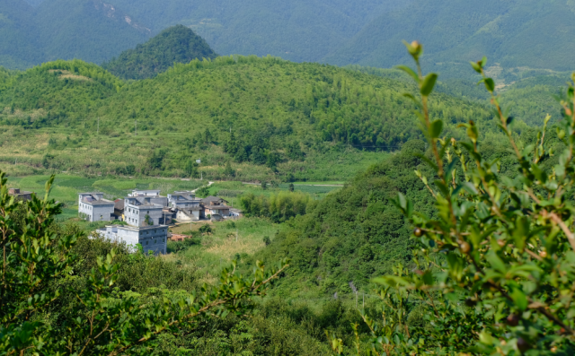 △韶关市乳源瑶族自治县大桥镇油茶种植基地。