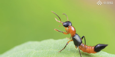 Attention! Don't slap this insect with your hands