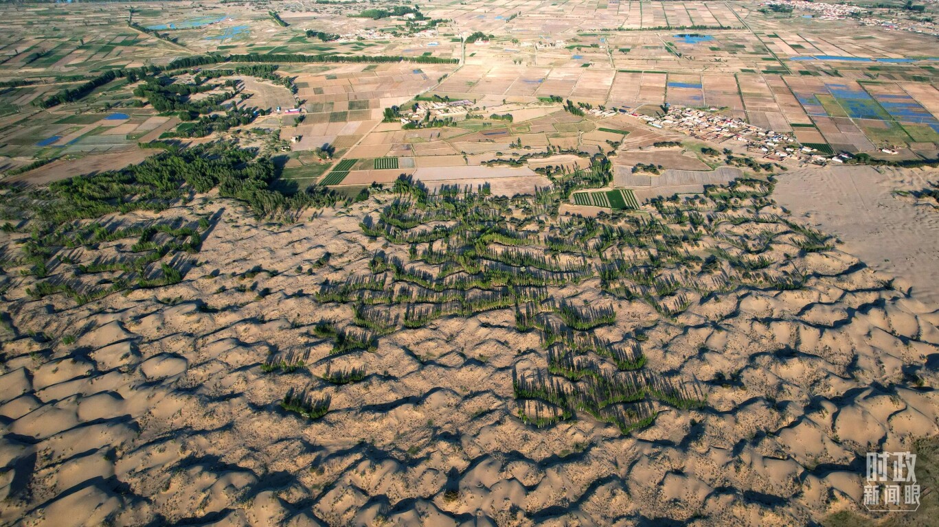 巴彦淖尔，沙地上连片种植的防护林。（总台国广记者李晋拍摄）