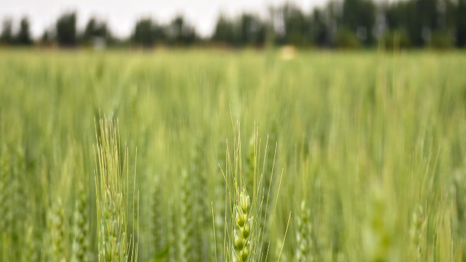全国已收获冬小麦面积1.26亿亩，进入收获高峰