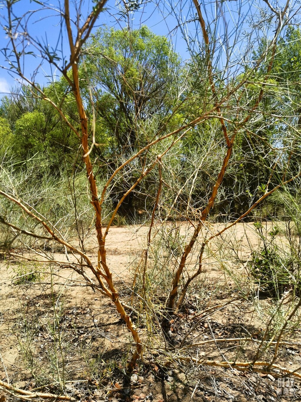 新华林场内种植的旱柳。（总台央视记者贾林拍摄）