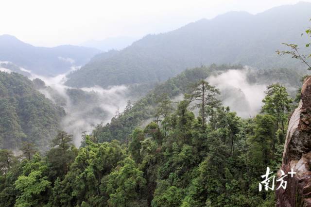 阳山是全国森林旅游示范县，全县森林覆盖率达73.46%。图为广东第一峰风景。阳宣供图