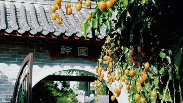 Why is Wampee the golden fruit in Yunfu?