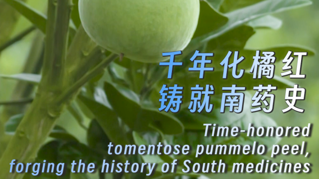 Time-honored tomentose pummelo peel, forging the history of South medicines