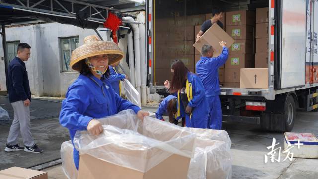 4月20日上午9时,利洋水产阳江虾苗场一片忙碌。 4月20日上午9时,利洋水产阳江虾苗场一片忙碌。