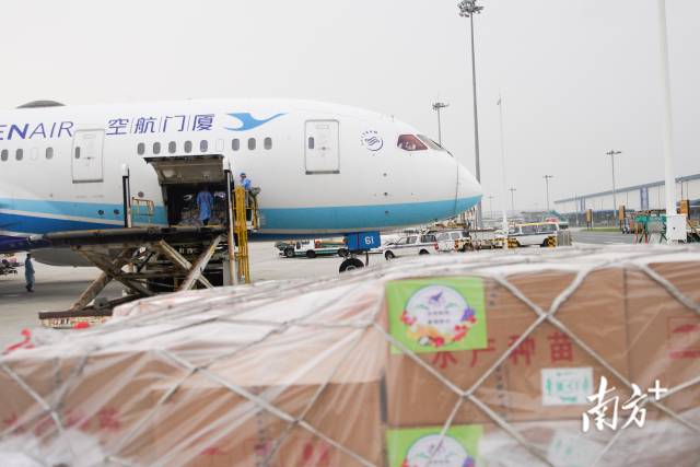 为了确保虾苗运输,厦门航空调用更大的波音787飞机。 为了确保虾苗运输,厦门航空调用更大的波音787飞机。