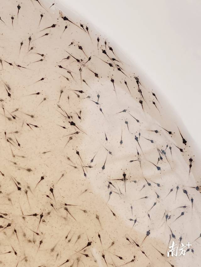 利洋水产阳江虾苗场等待打包的虾苗。 利洋水产阳江虾苗场等待打包的虾苗。