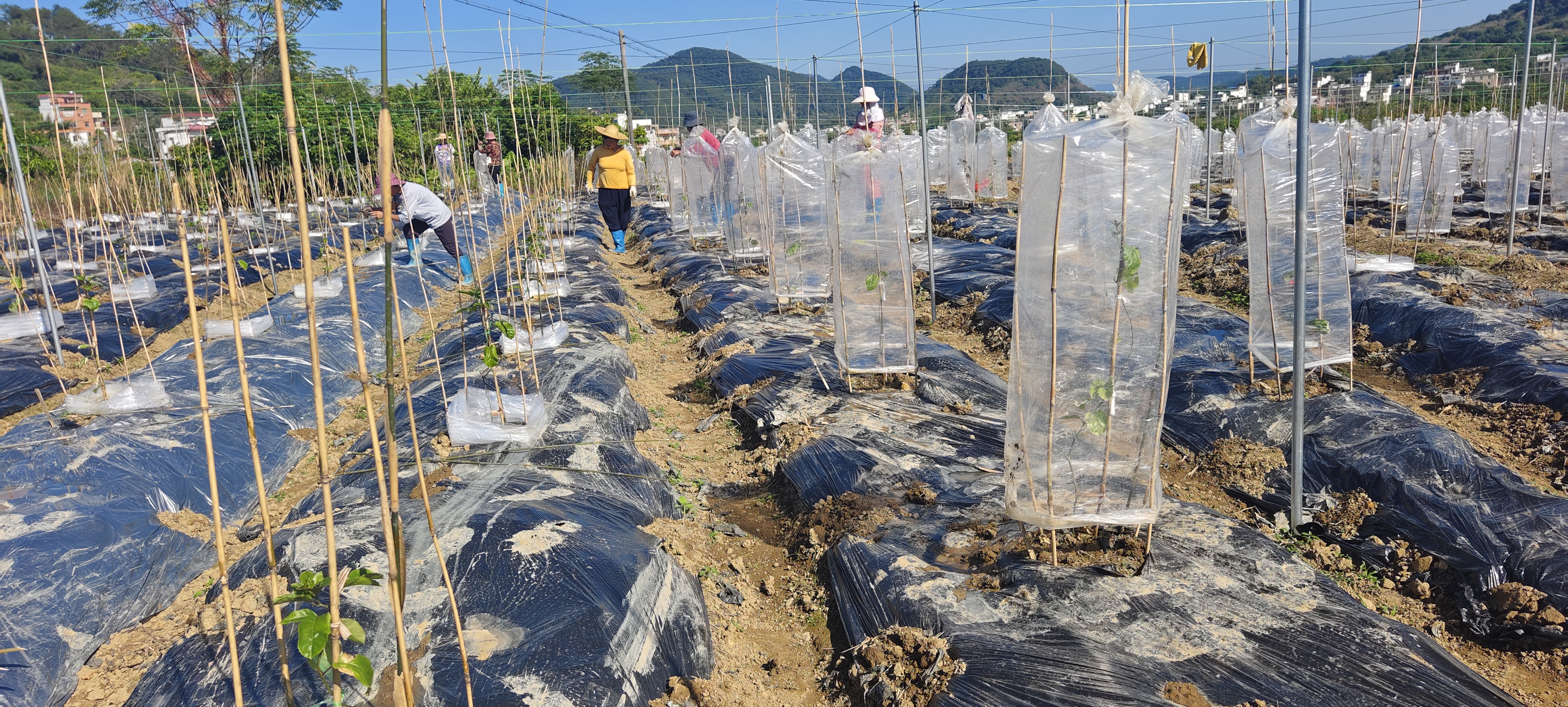 镇出发丨郁南县通门镇因地制宜发展特色产业