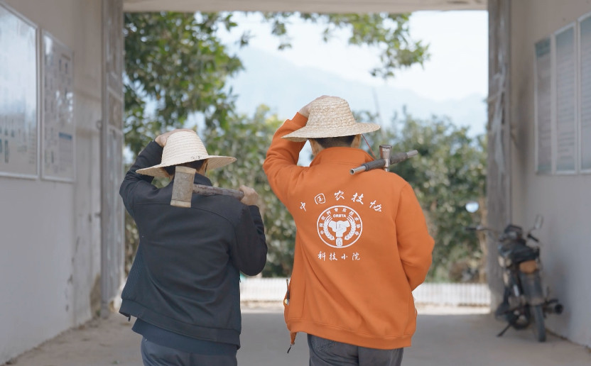 福建漳州，福建农林大学刘烨东（右）常驻科技小院，帮助农户为土地“减肥”，节省化肥成本，提高蜜柚甜度。这种科技蜜柚是拼多多近年重点扶持的农产品之一。冉正鸿 摄